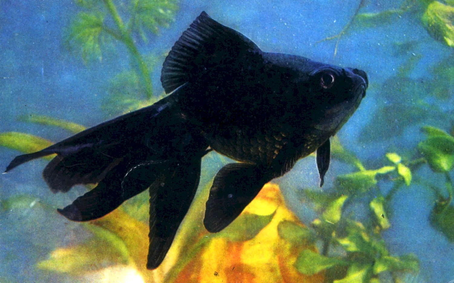 Телескоп рыбка аквариумная черная