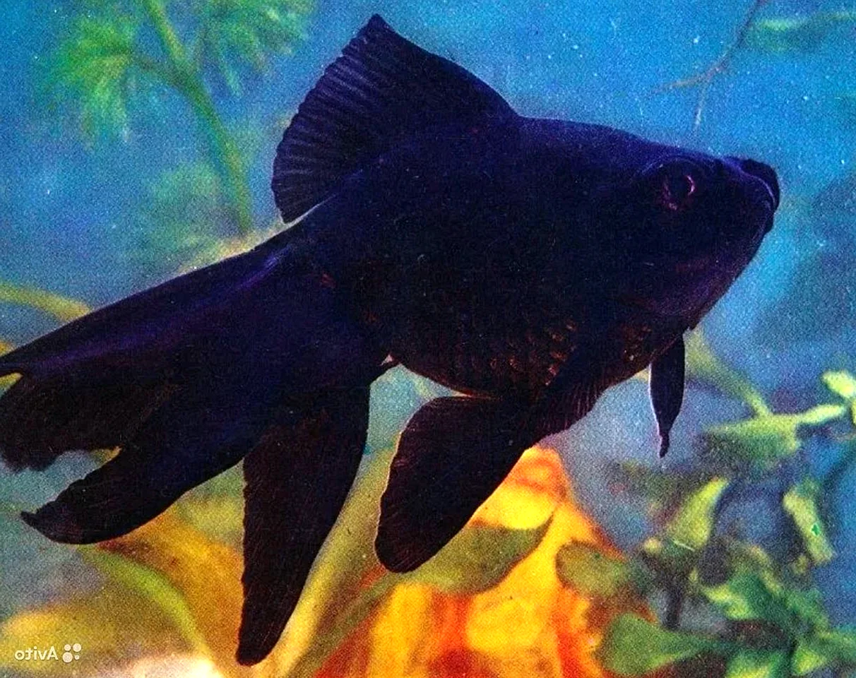 Телескоп рыбка аквариумная черная