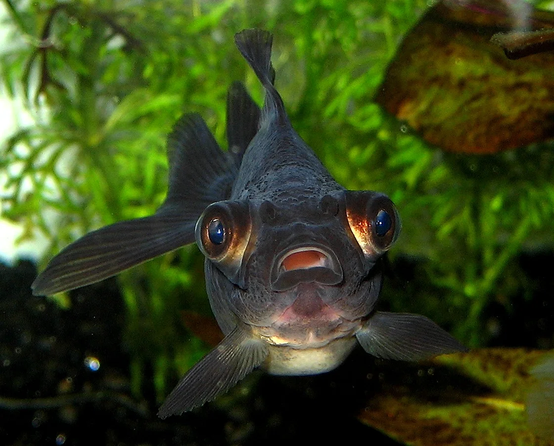 Телескопик рыбка аквариумная