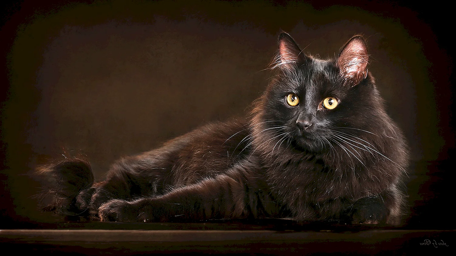 Темно коричневая кошка