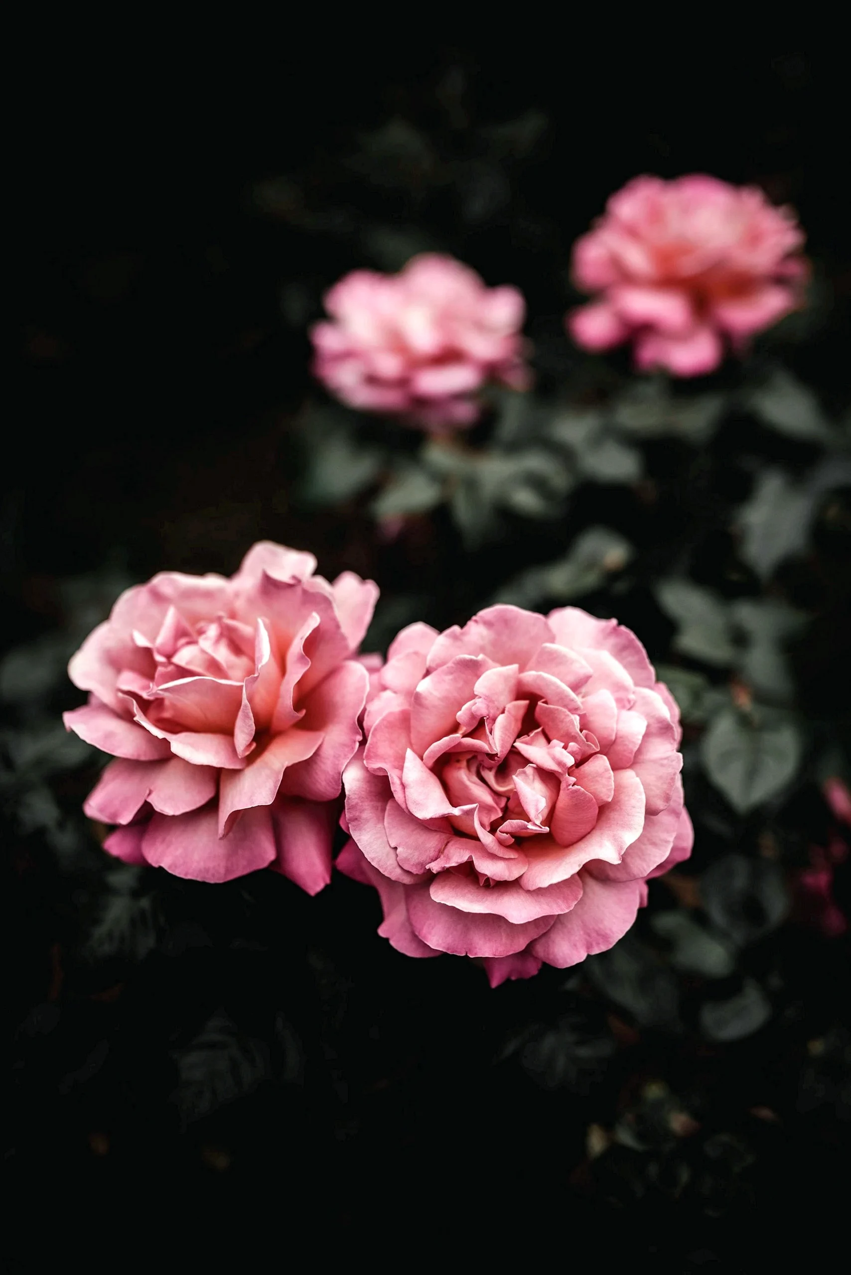 Темно розовые цветы