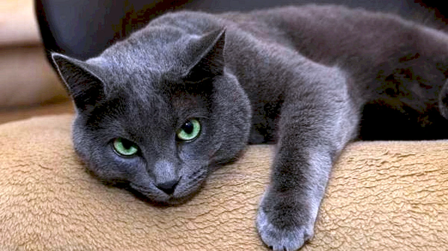Тёмно серая кошка с голубыми глазами