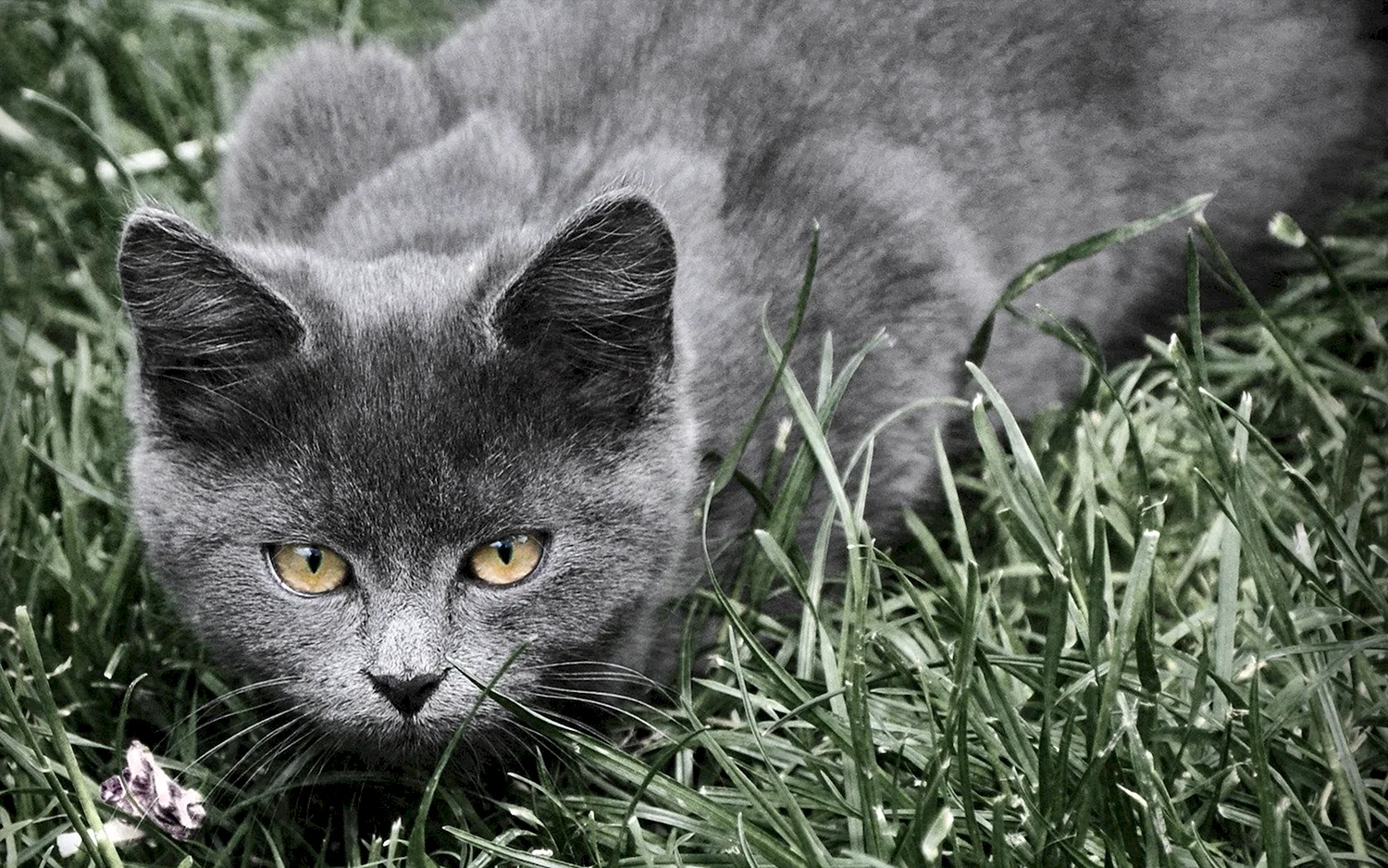Темно серый котик