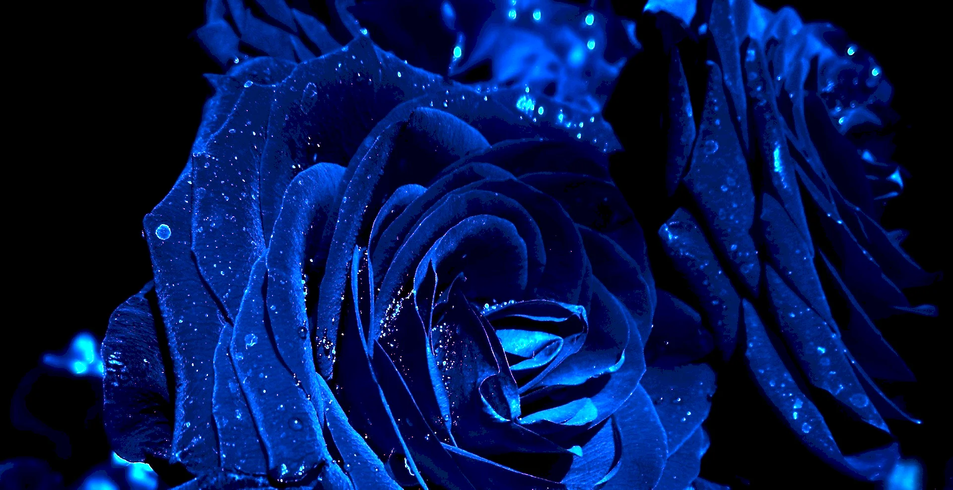 Тёмно синие цветы