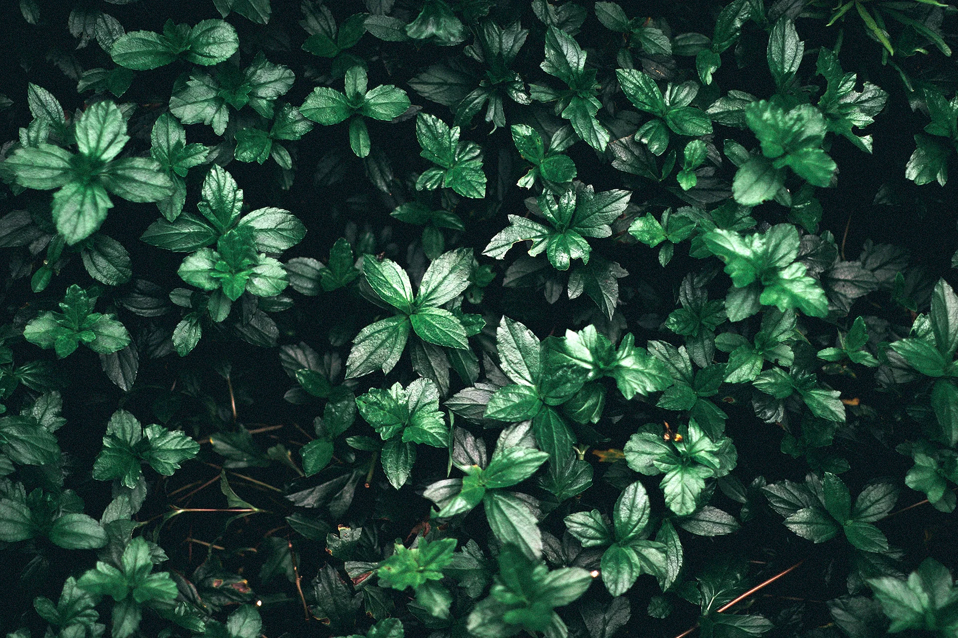 Темно зеленые растения Эстетика