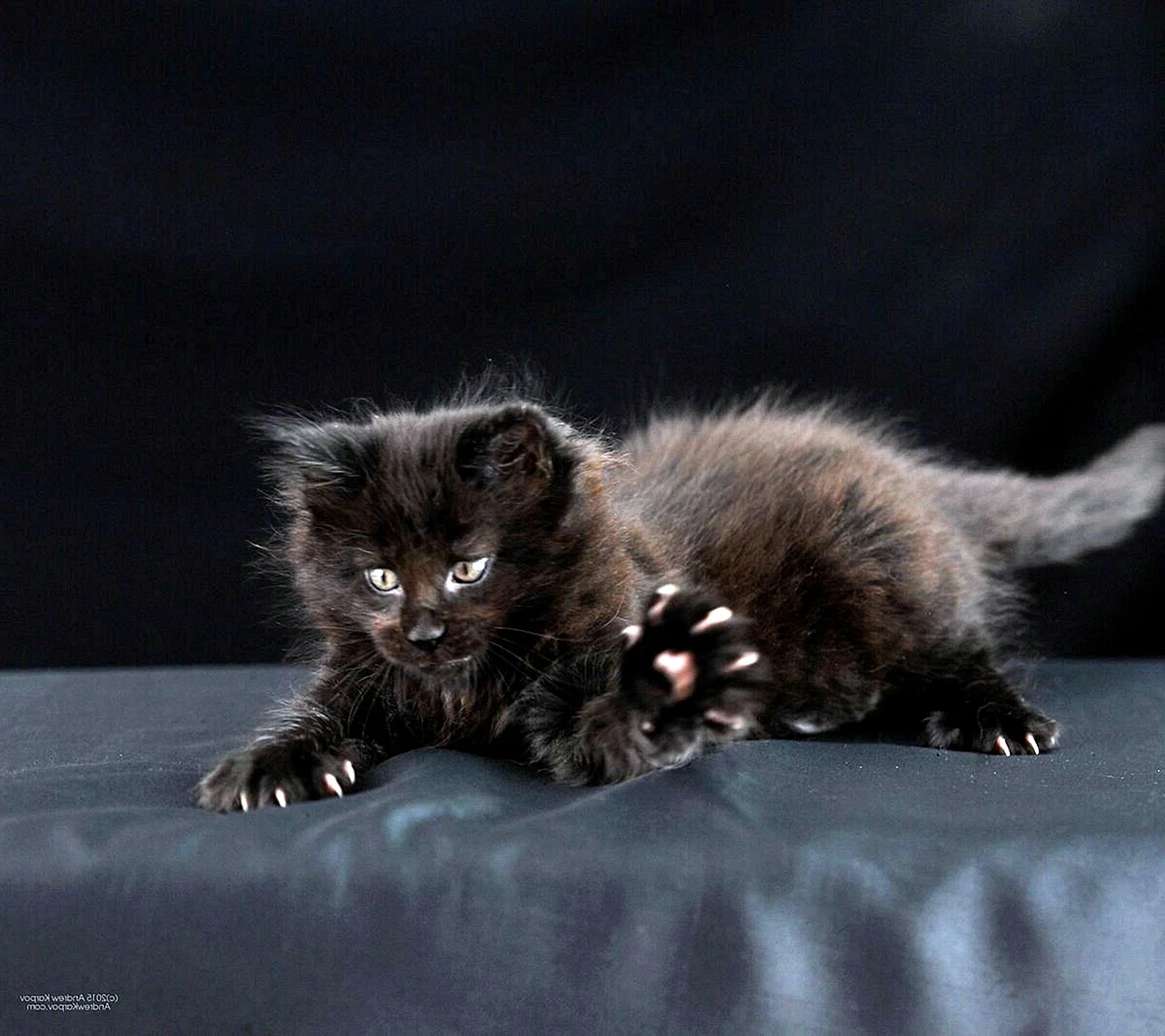 Темный котенок