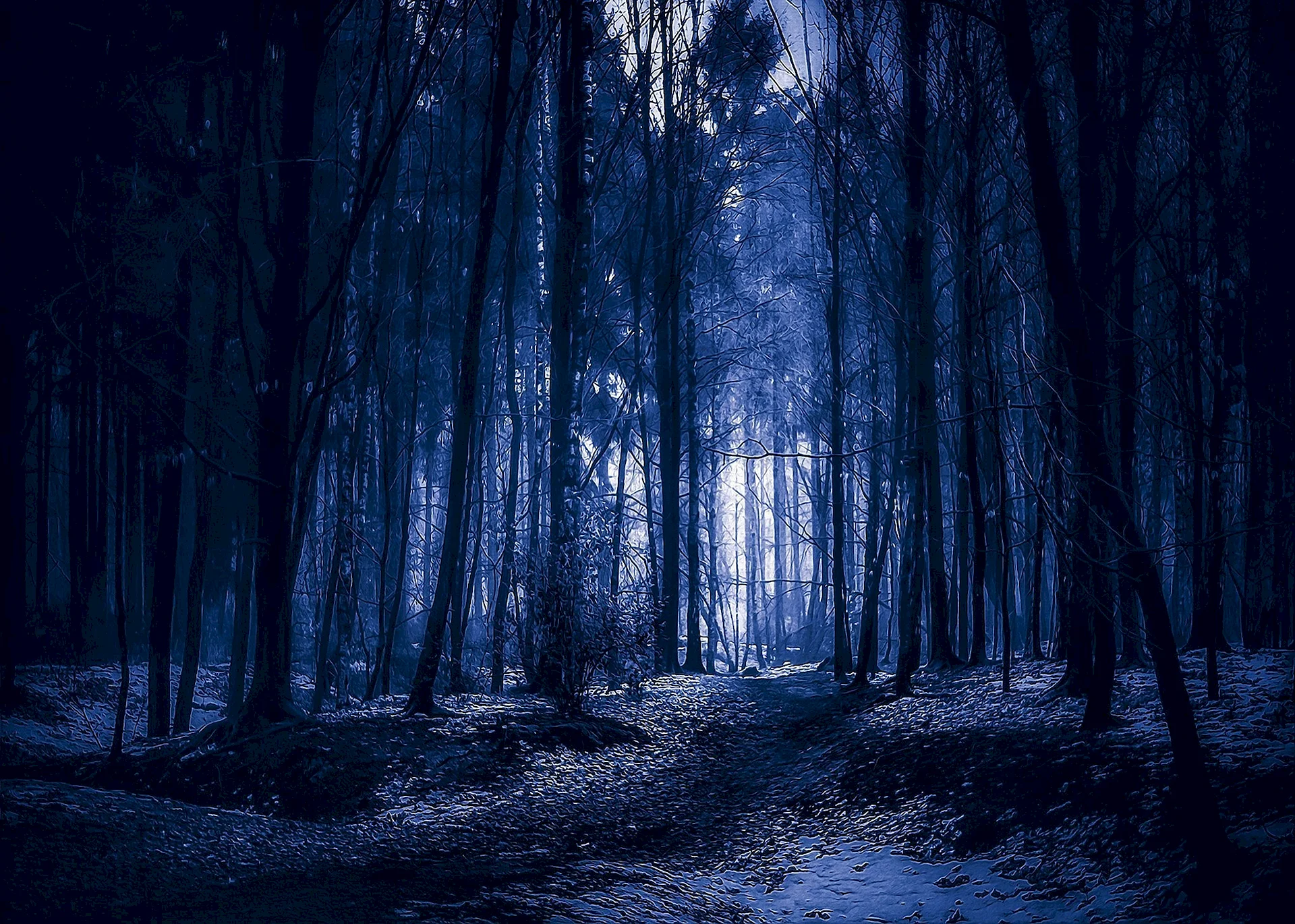 Фон ночной лес (73 лучших фото)