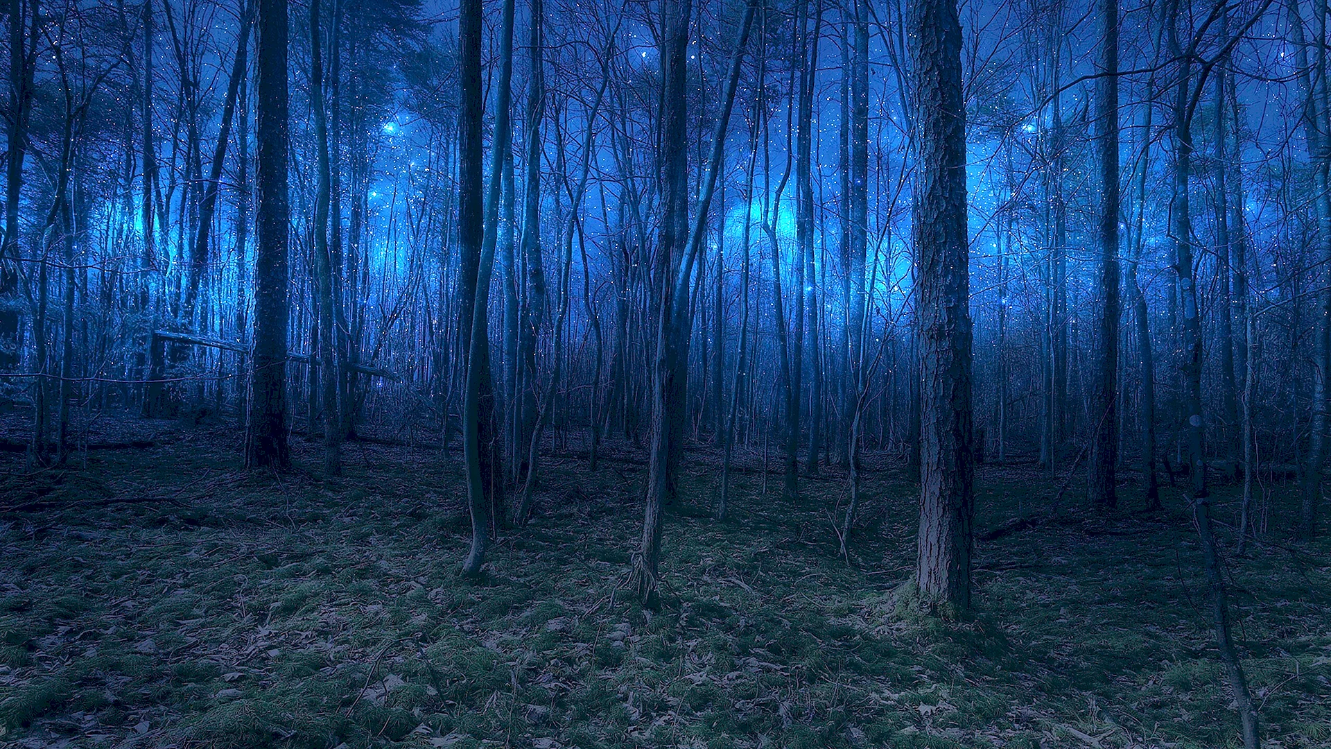 Темный лес Твайлайт Форест