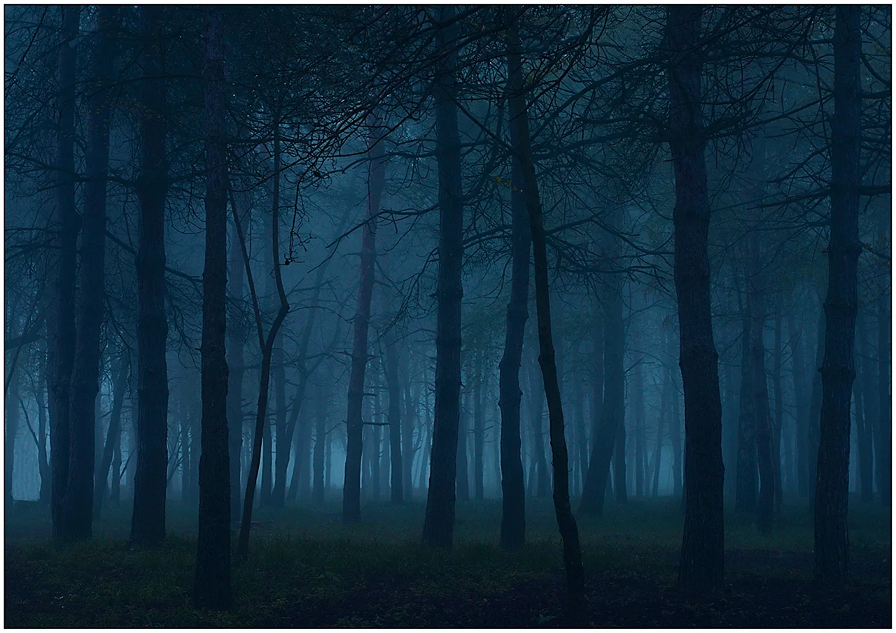 Темный ночной лес