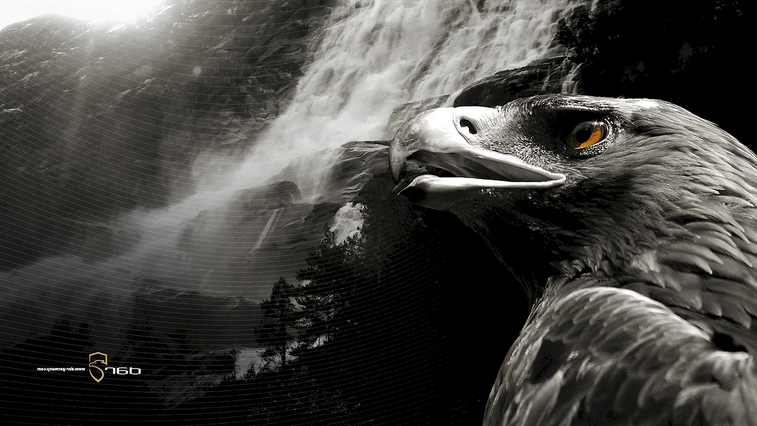 Темный Орел