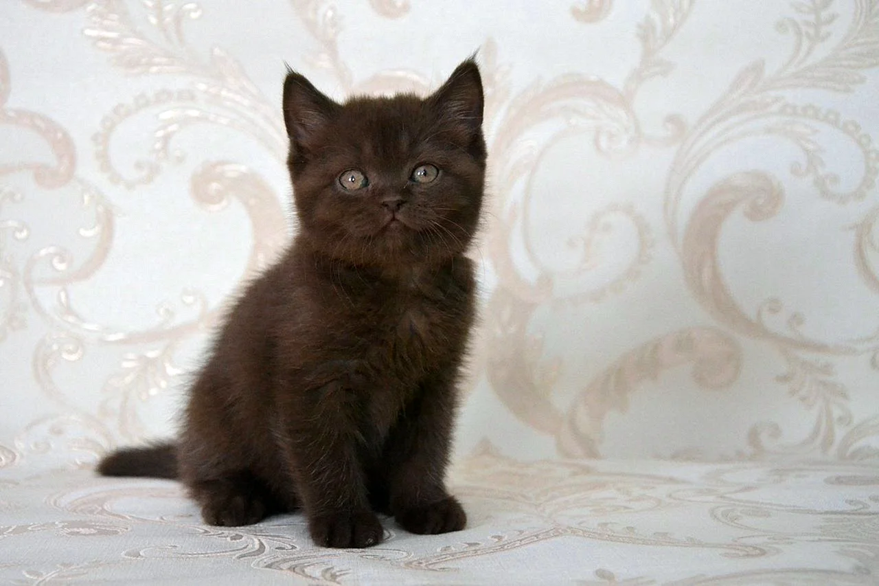 Темный шоколад котенок британский