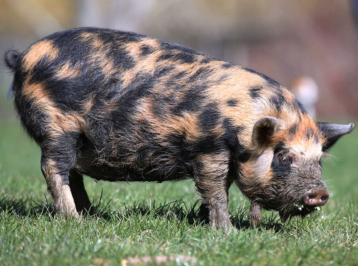 Темворс порода свиней