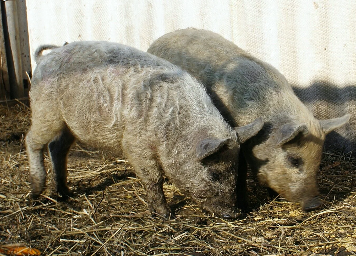 Темворс порода свиней