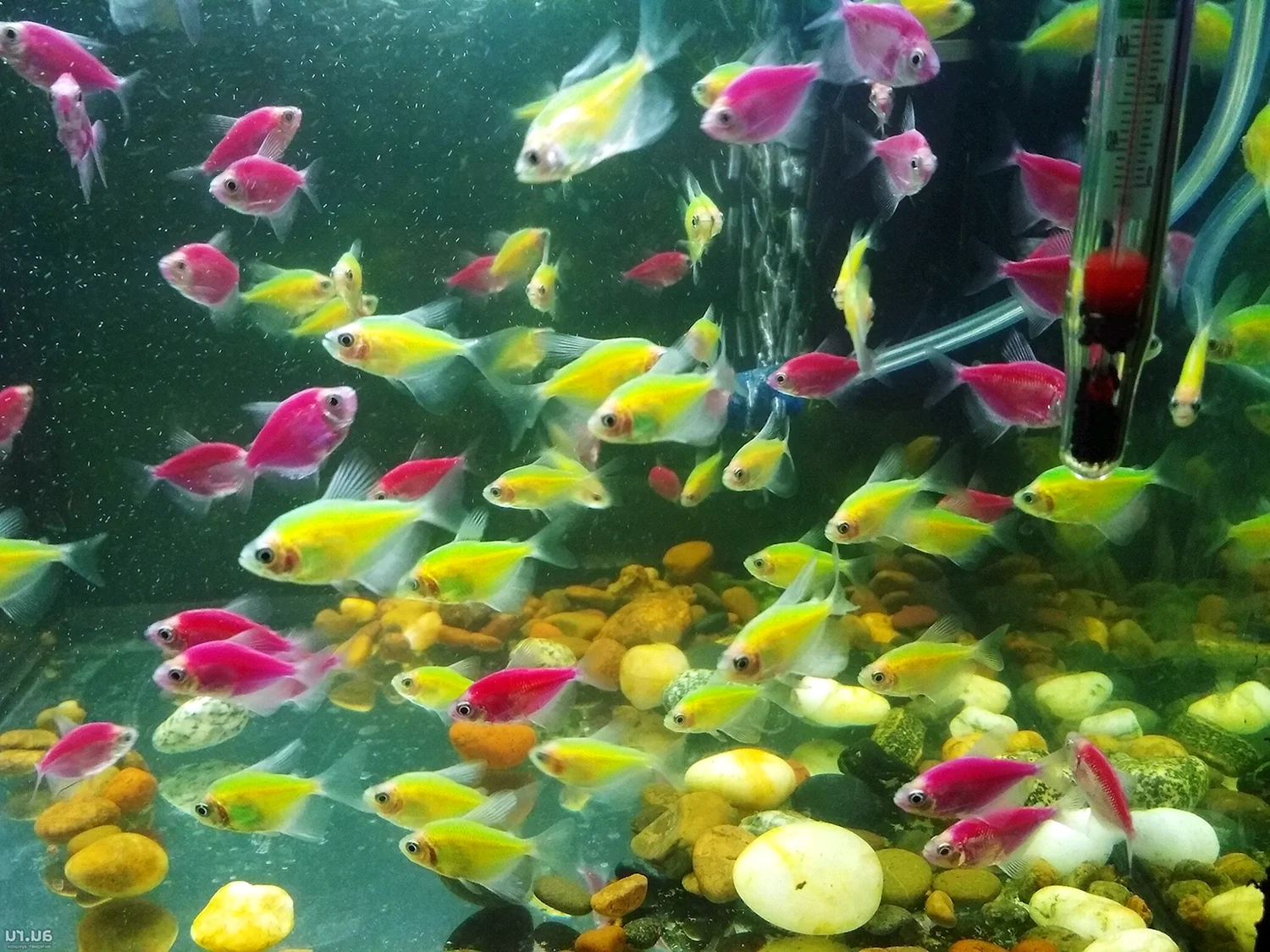 Тернеции аквариумные рыбки