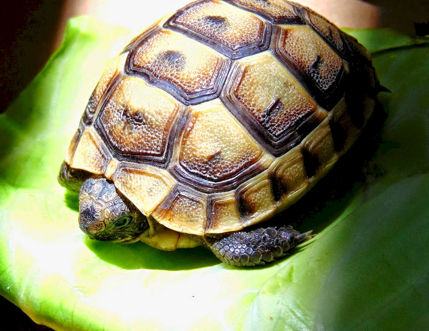 Testudo Hermanni - Балканская черепаха