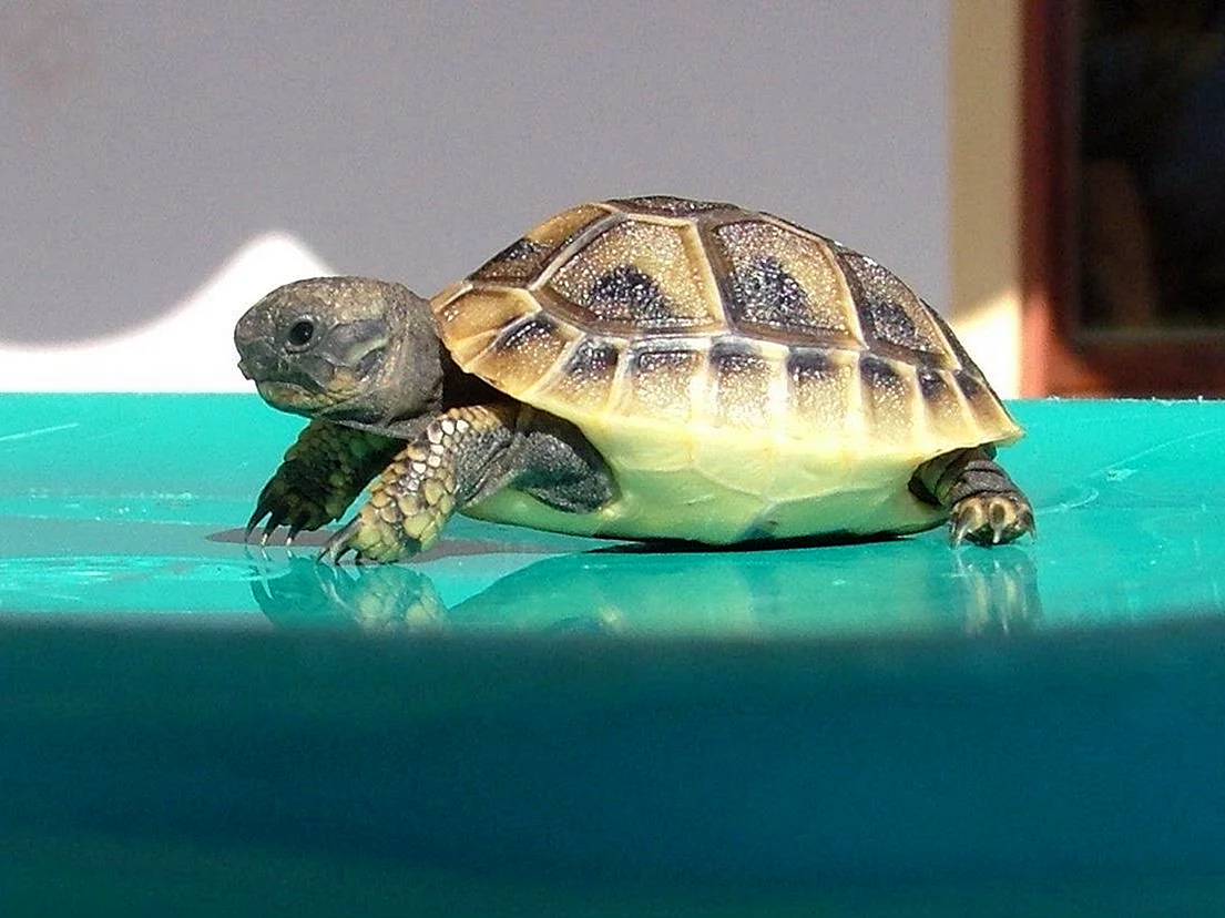 Testudo Hermanni boettgeri Балканская черепаха