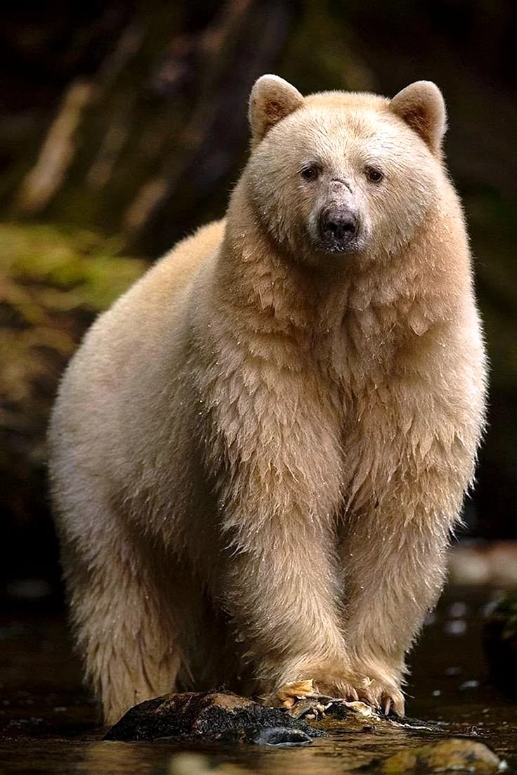 Тянь-шаньский бурый медведь
