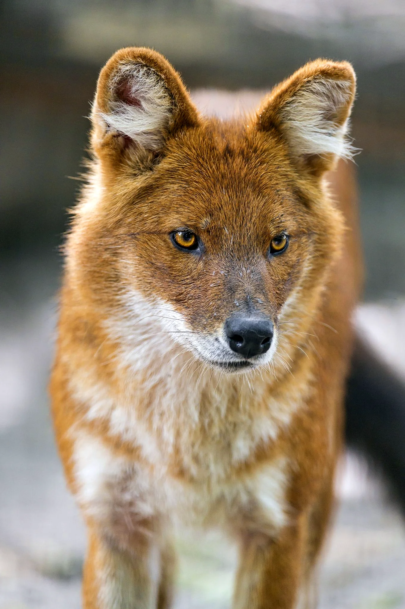 Тянь-Шанский красный волк