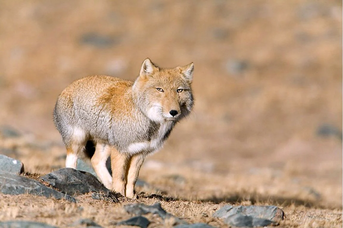 Тибетская лисица Vulpes ferrilata