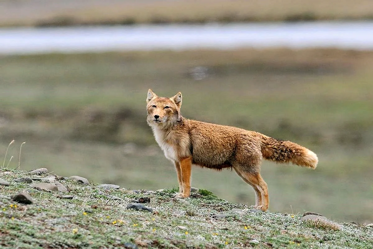 Тибетская лисица Vulpes ferrilata