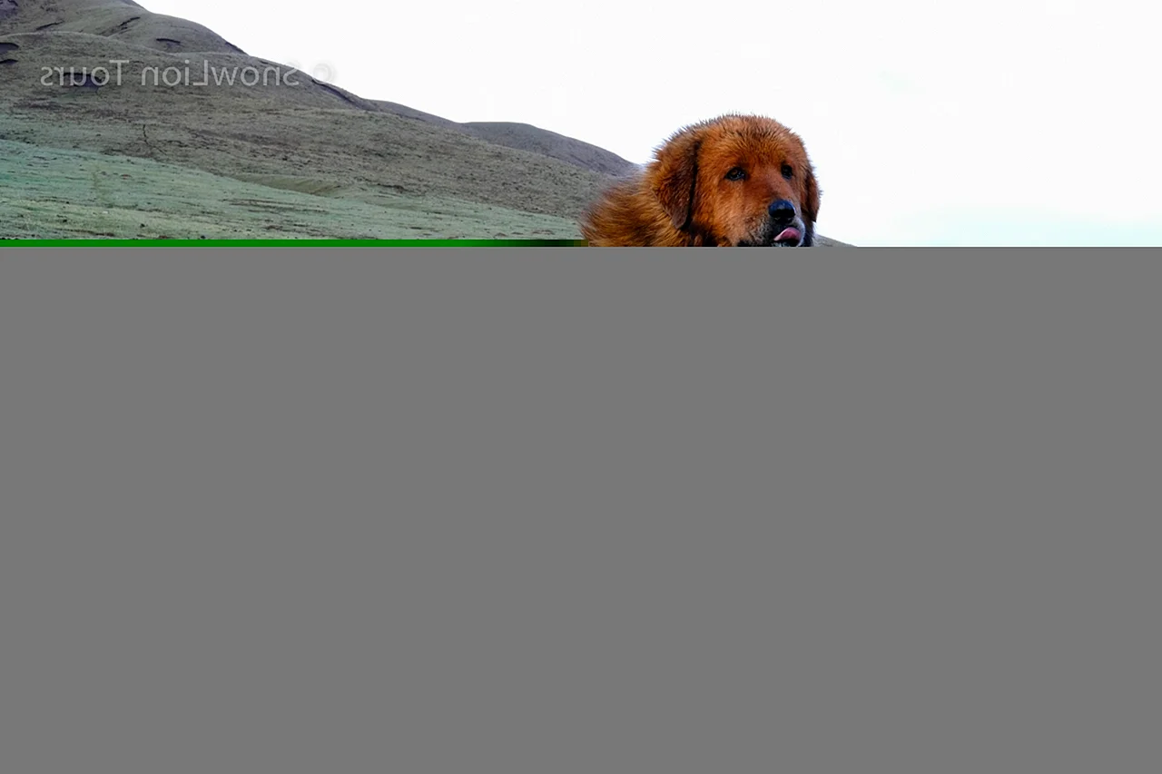 Тибетская собака Лхаса