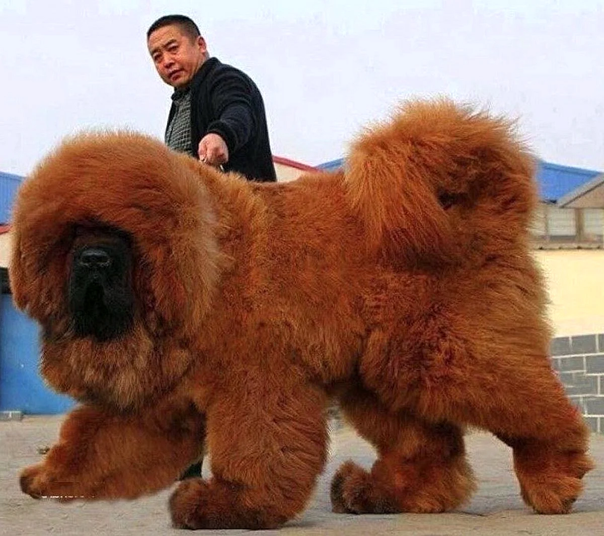Фото собаки тибетский мастиф с человеком фото