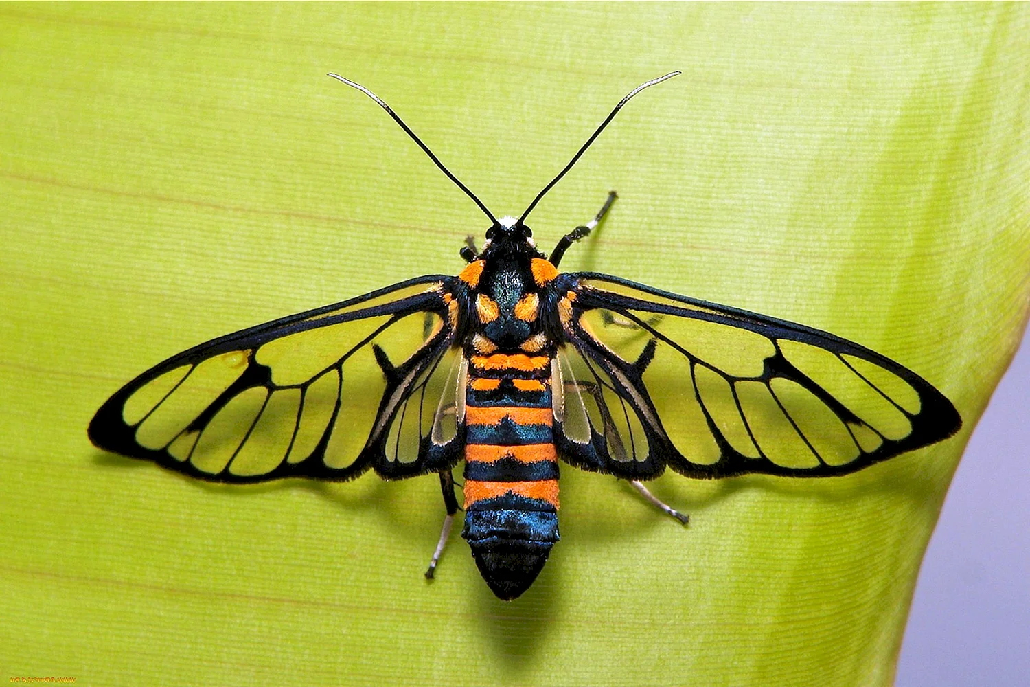 Tiger Moth насекомое