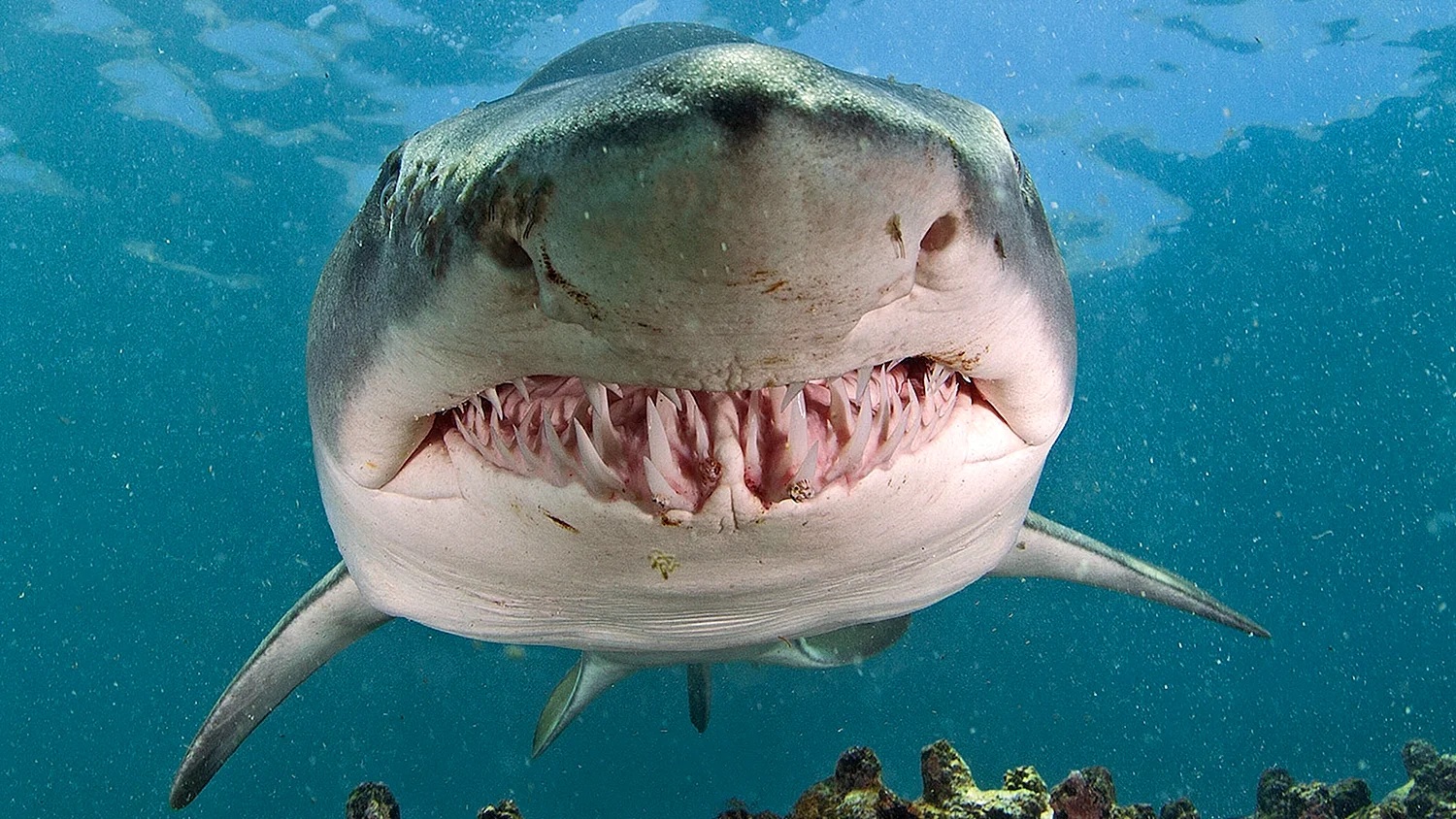 Тигер Шарк акула