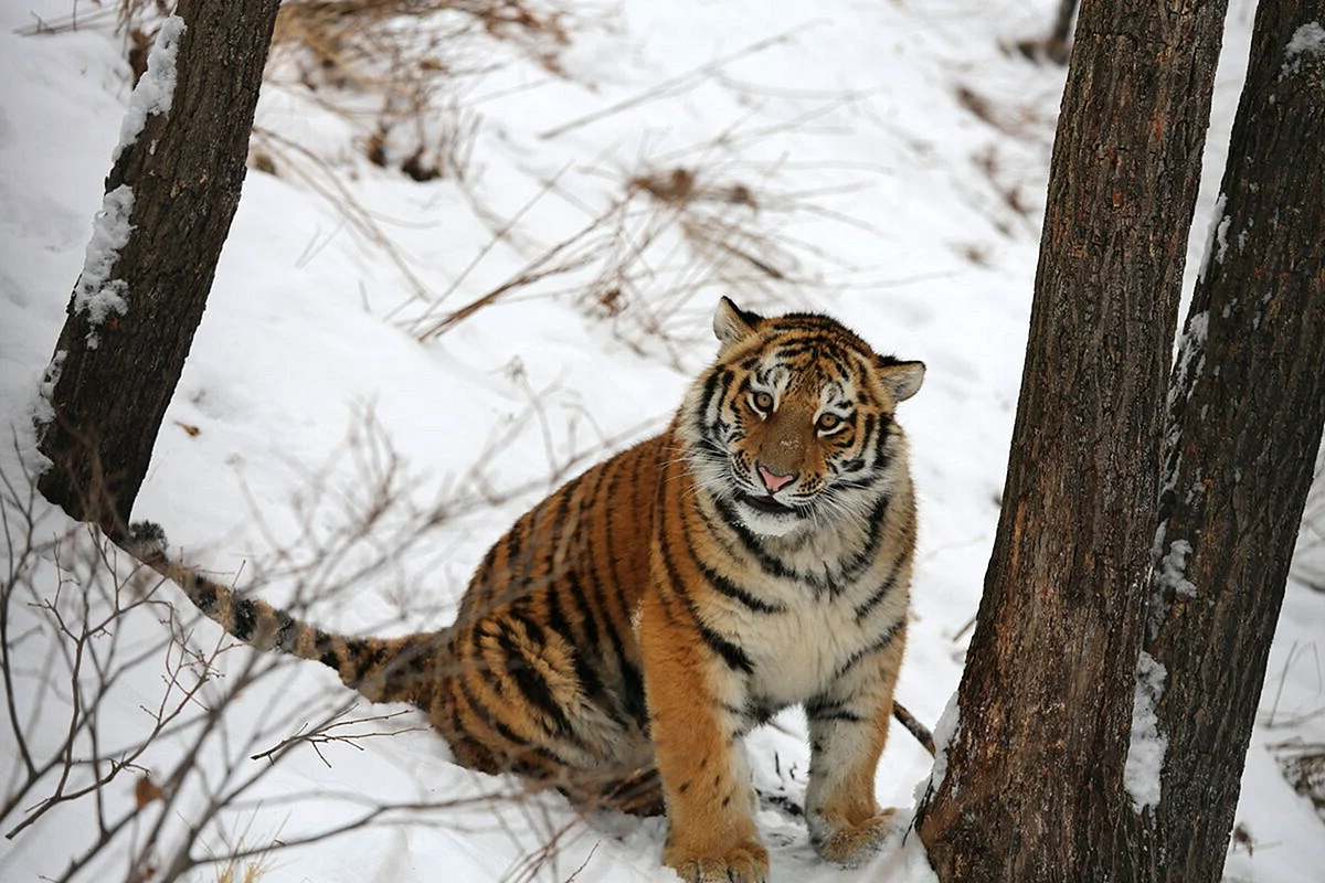 Тигр Дальневосточный Амурский