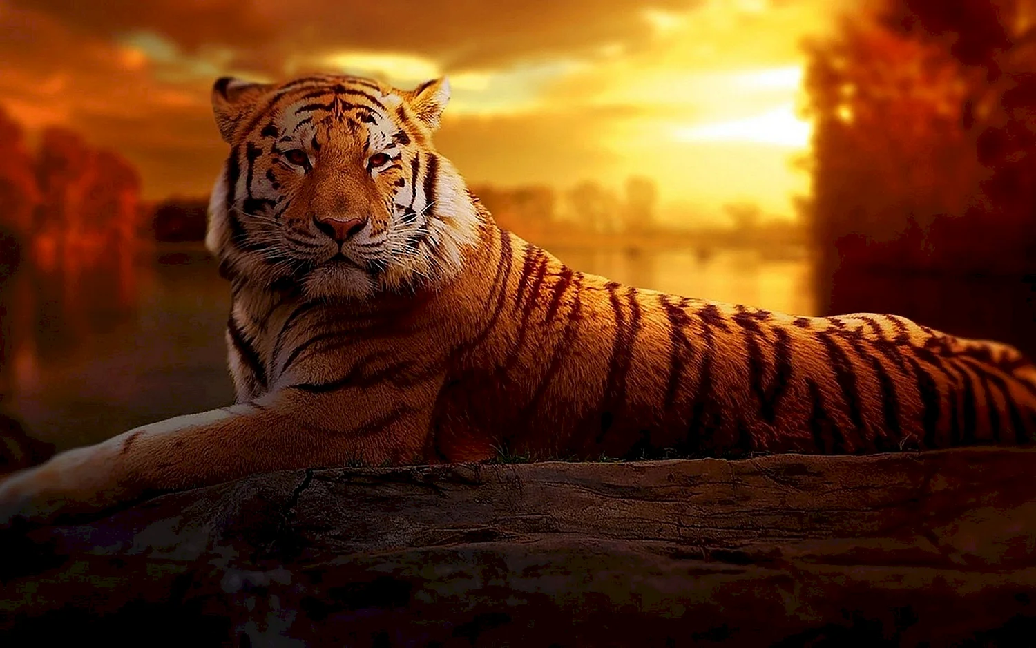 Тигр фон