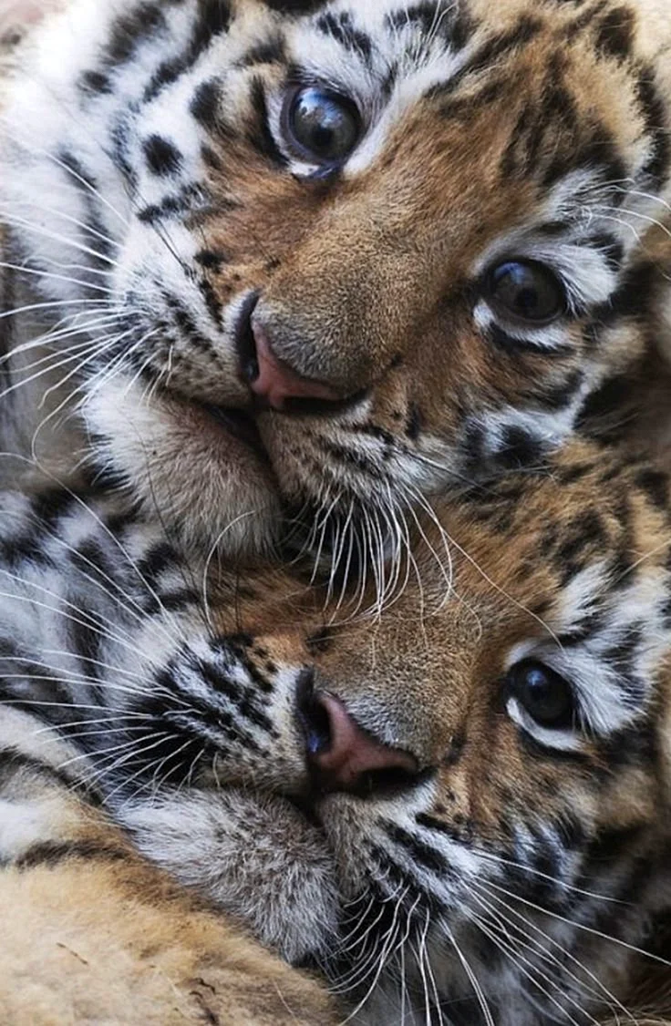 Тигр и Барс