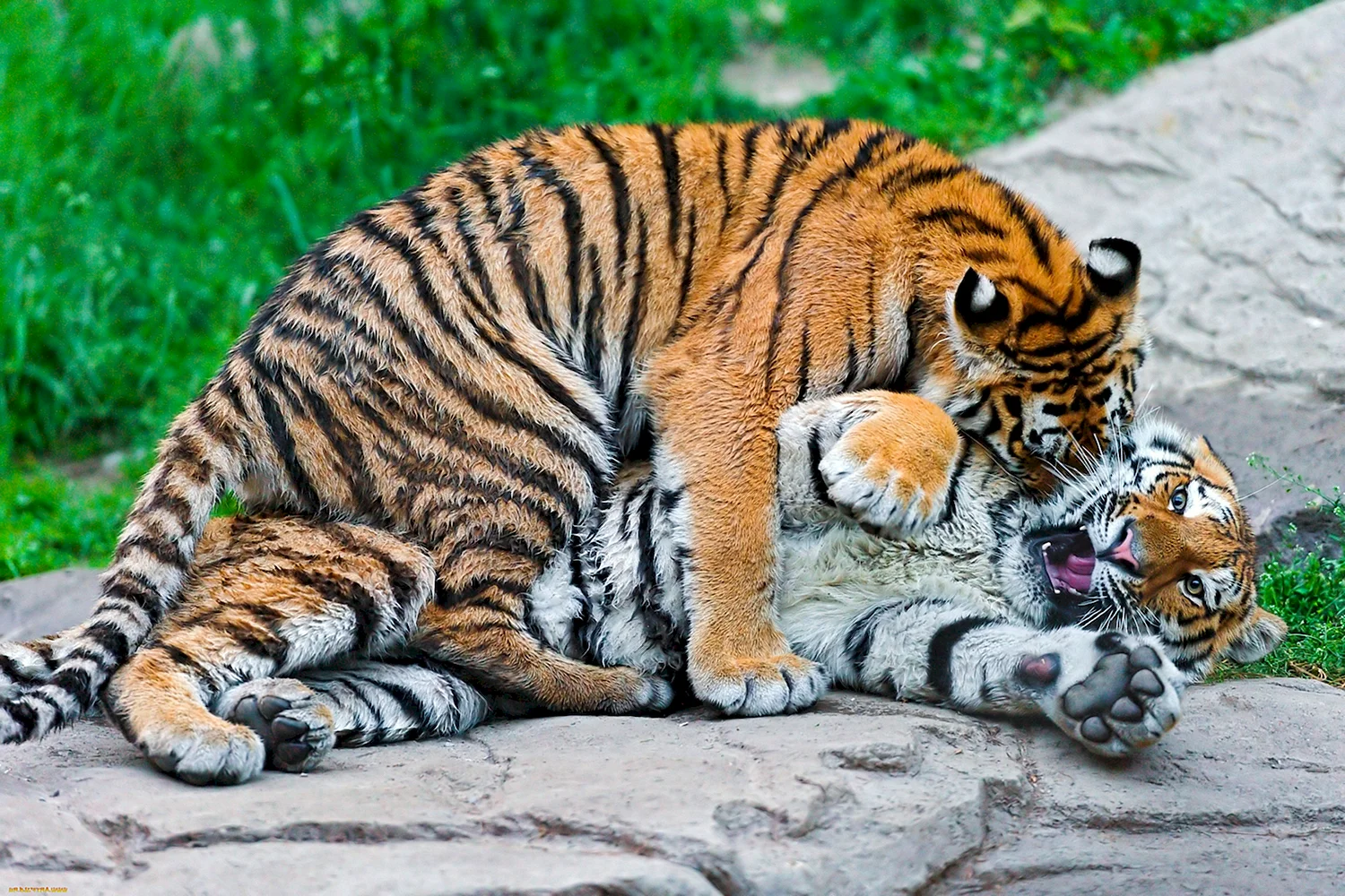 Тигр и тигрица любовь спаривание