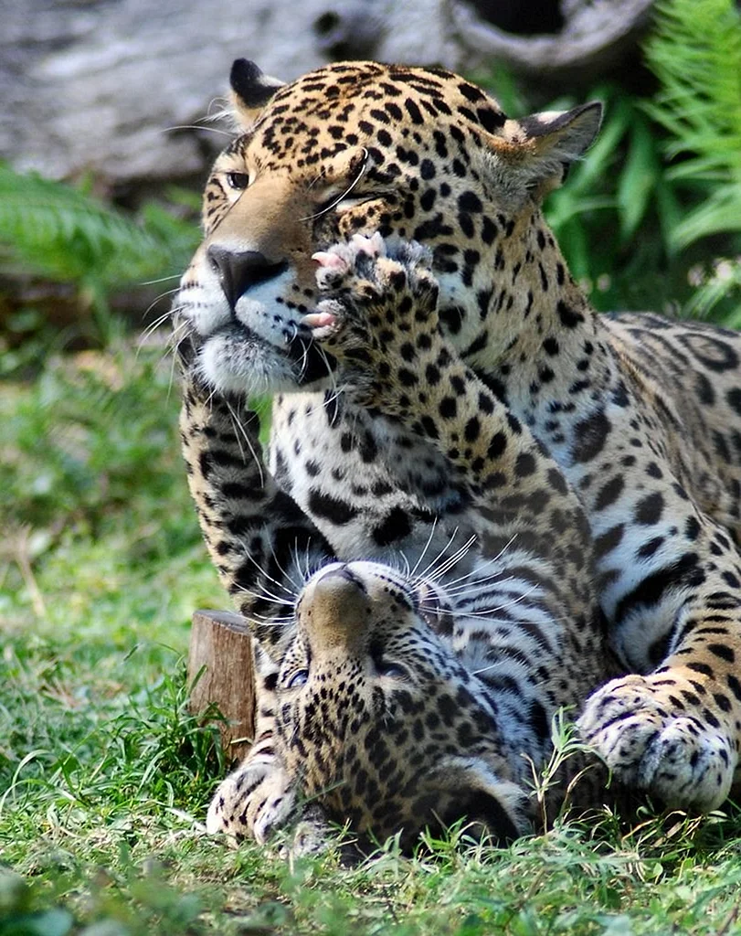 Тигр Лев леопард Ягуар гепард
