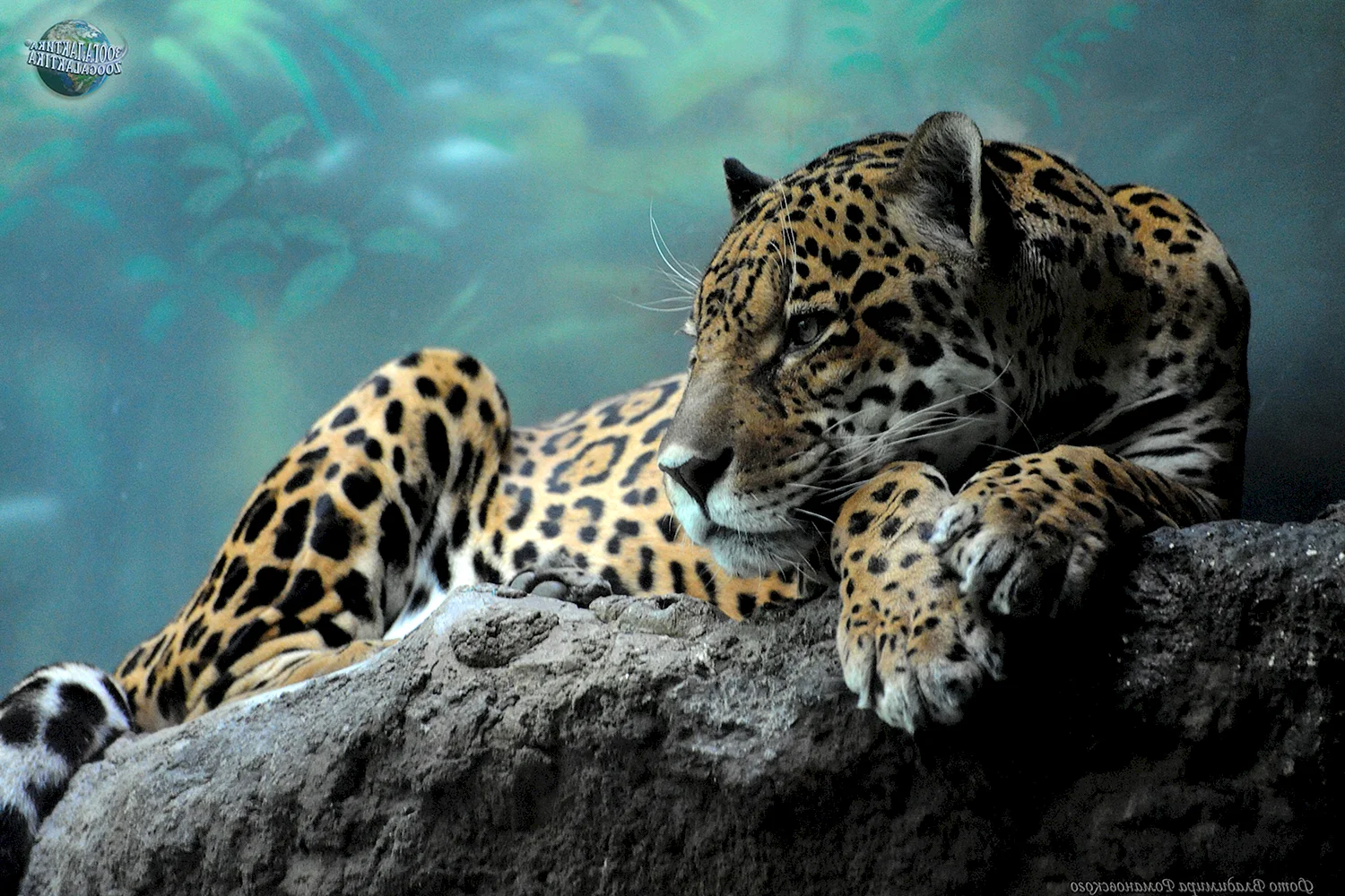 Тигр Лев леопард Ягуар гепард