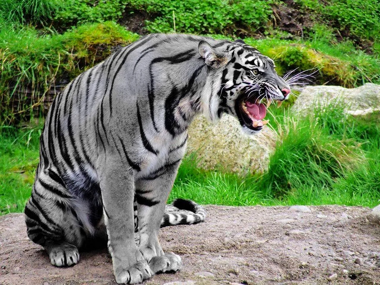 Тигр меланист