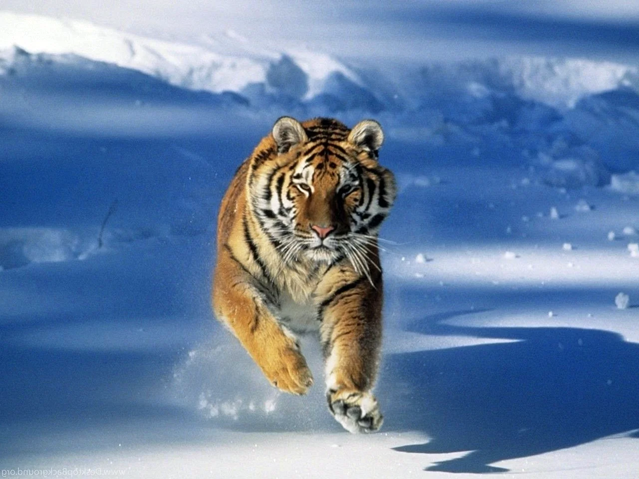 Тигр на Светлом фоне