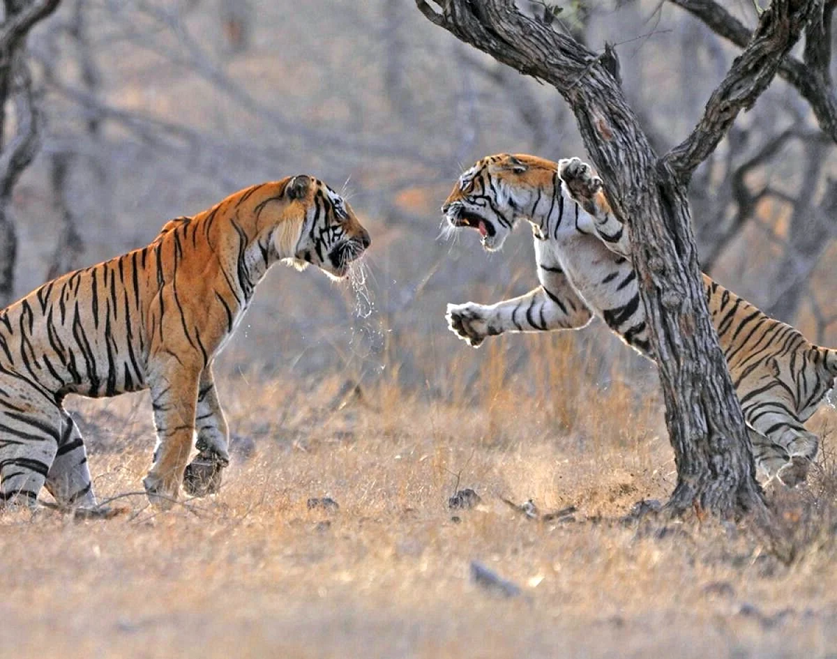 Тигр охотится
