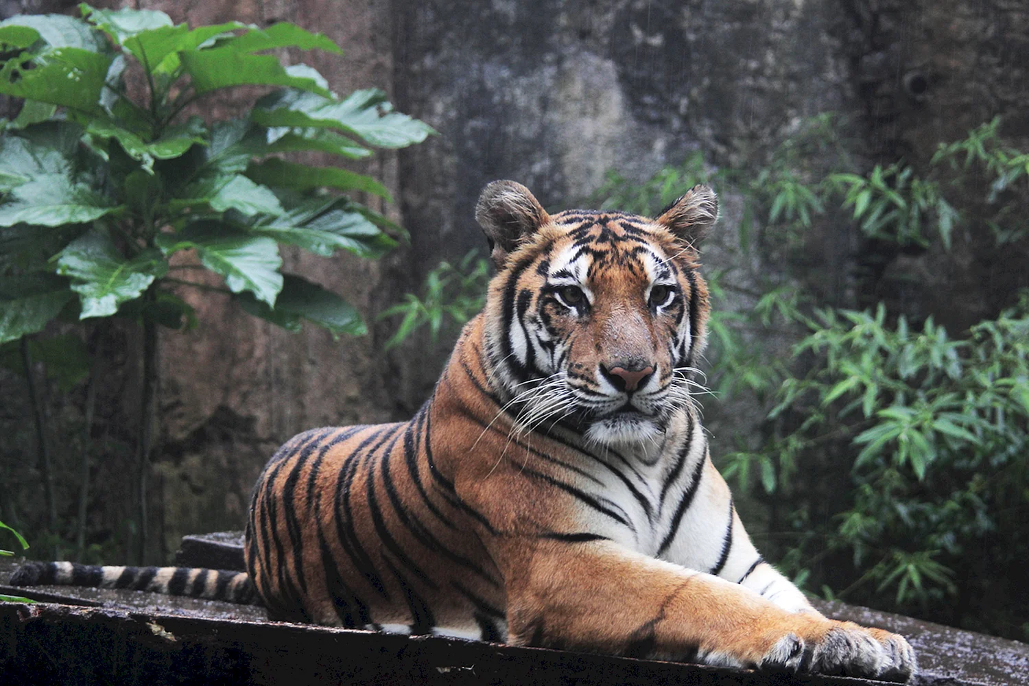 Тигр (Panthera Tigris)