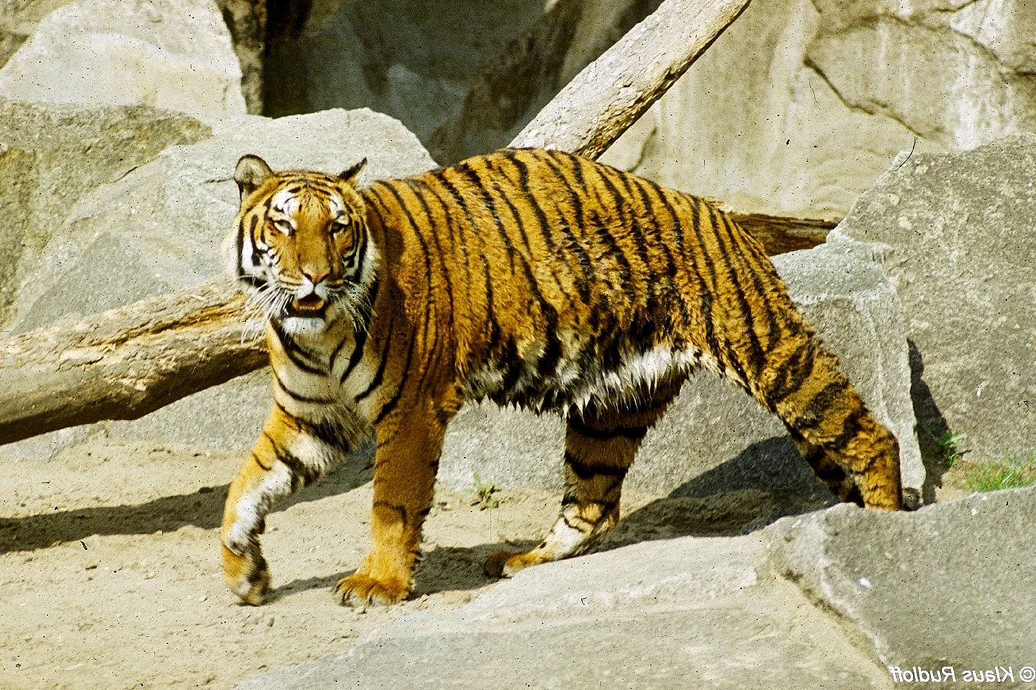 Тигр (Panthera Tigris)