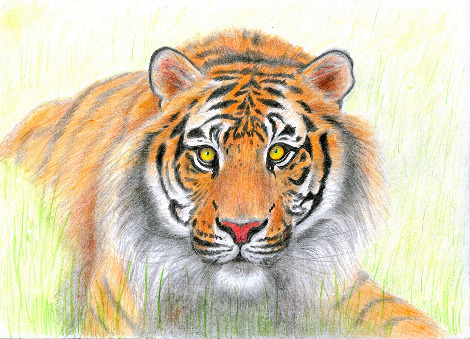 Тигр рисунок карандашом цветной