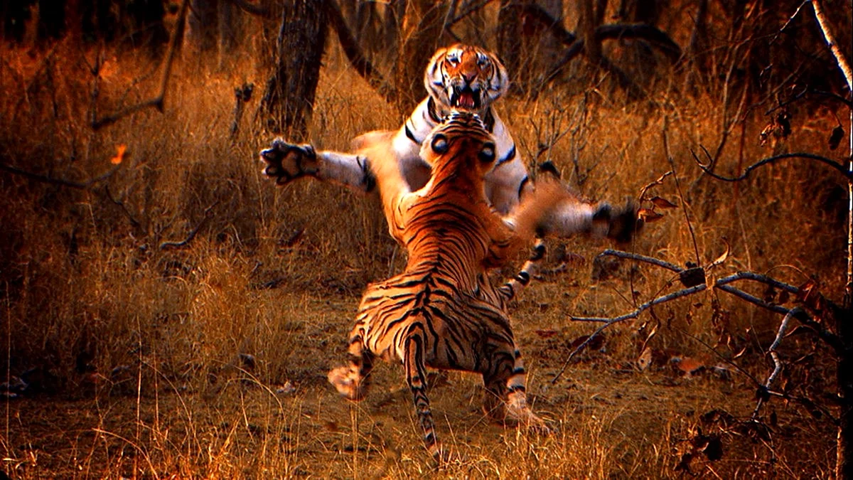 Тигр: шпион джунглей 2008