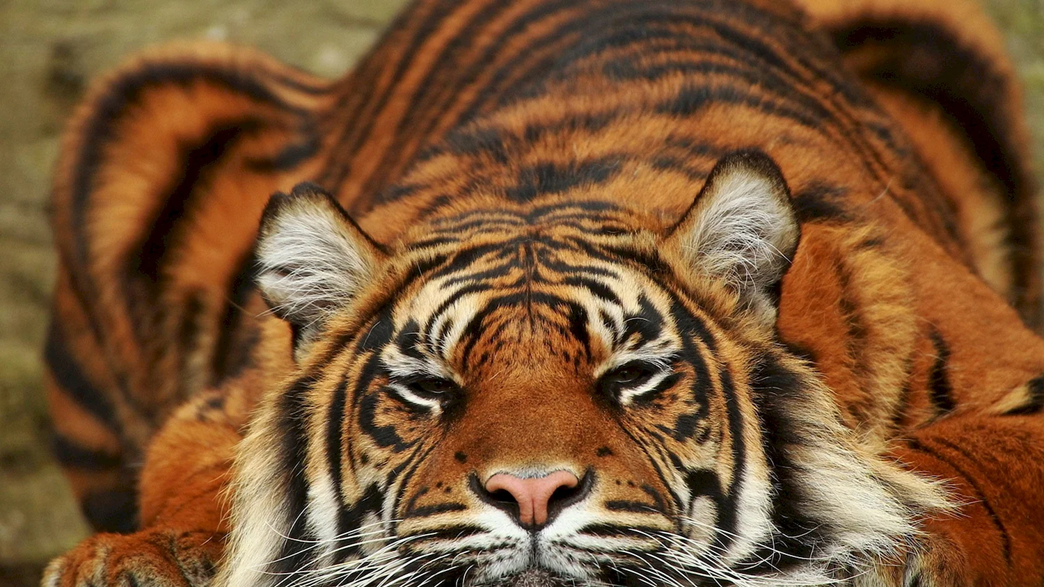 Тигр Суматры