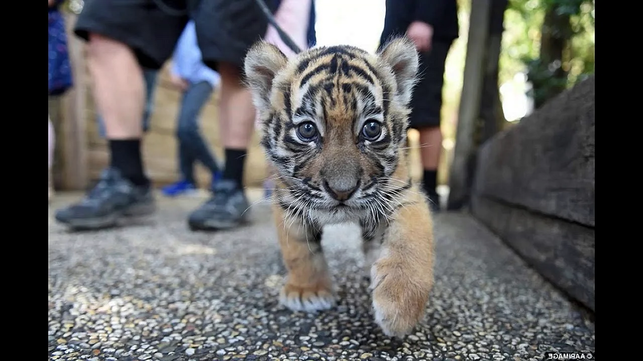 Тигр Тигрёнок тигрята