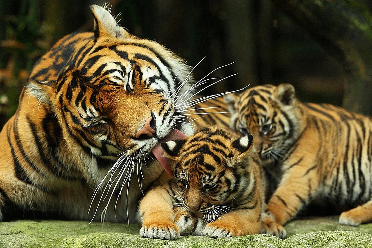 Тигр тигрица и 2 тигренка