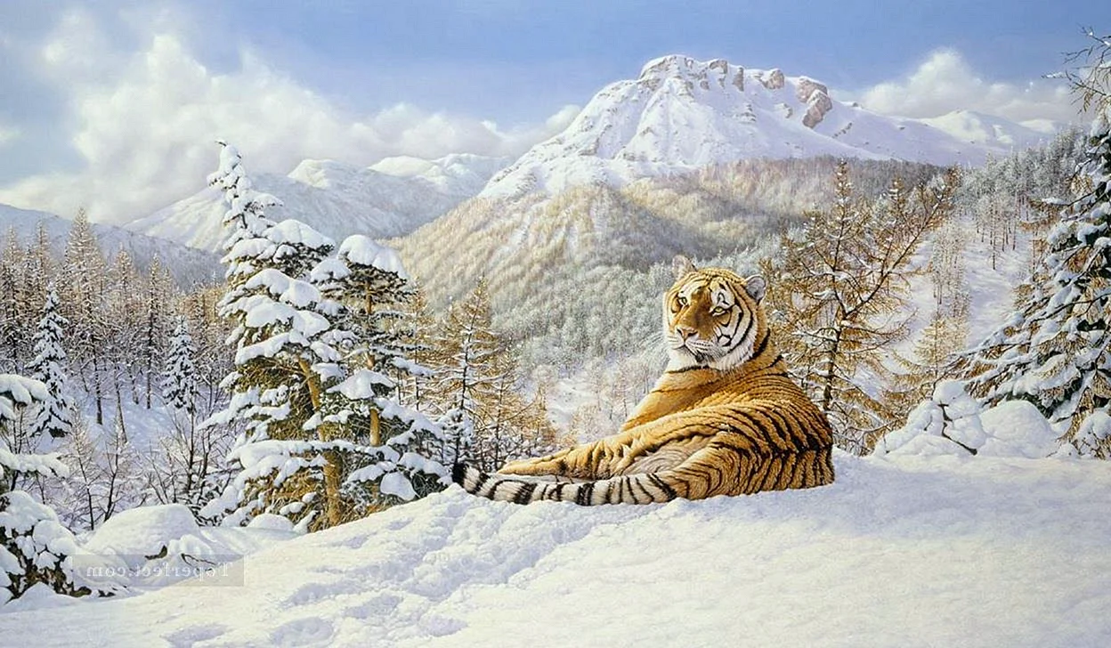 Тигр в зимнем лесу