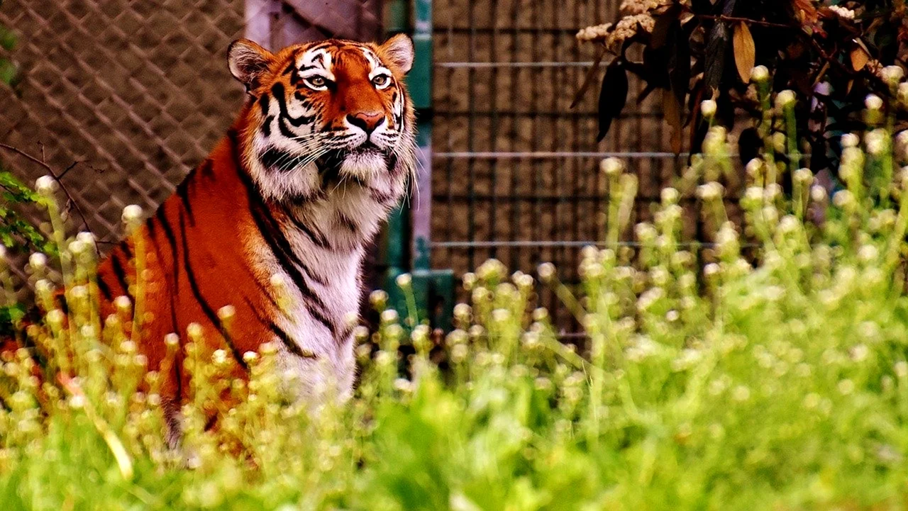 Тигр желтый