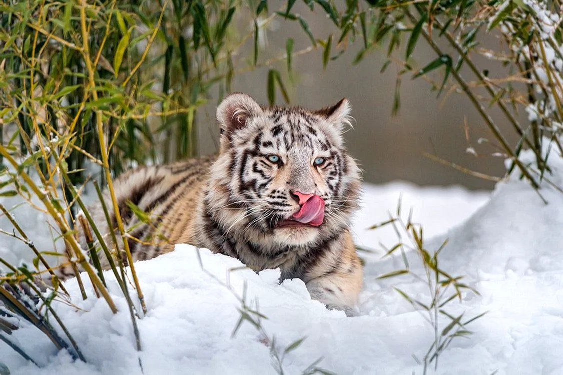 Тигрята в снегу