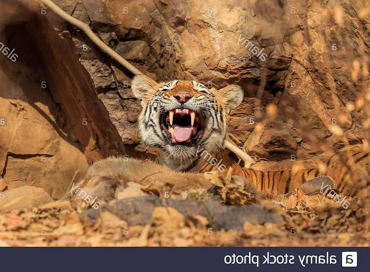 Тигрица в засаде