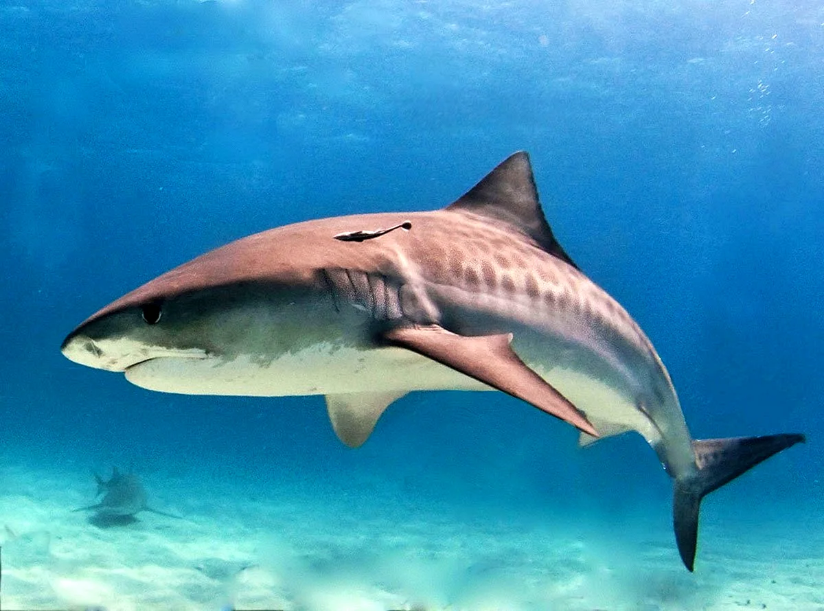 Тигровая акула (Galeocerdo Cuvier)