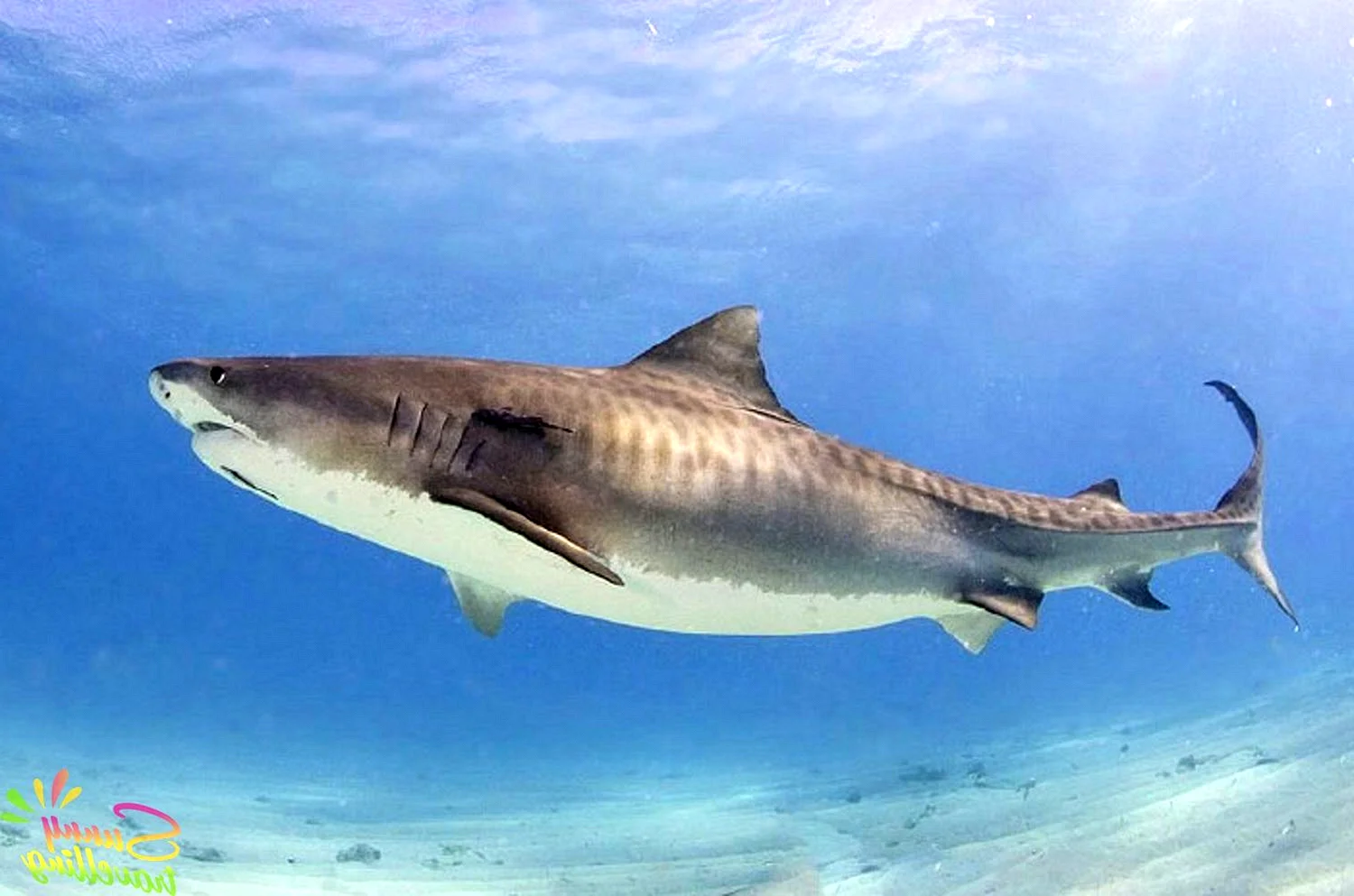 Тигровая акула (Galeocerdo Cuvier)